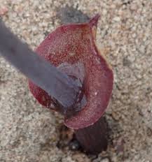 Image result for Eriospermum porphyrium