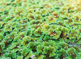 Image result for Azolla pinnata