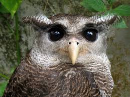 Creepy Bird With Big Eyes Who Went To The Optometrist And Had His Eyes Dilated A Little Too Much Scary Owl Owl Pictures Owl