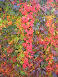 Wilder Wein Selbst Fotografie Pinterest