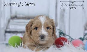 Raising an australian labradoodle puppy. Australian Labradoodle Puppies Winter Haven