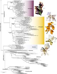Image result for Humularia