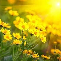 Search Rhonda Mcgee Obituaries and Funeral Services