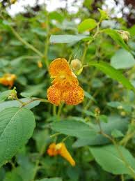 Image result for Impatiens shirensis