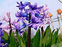 Image result for Hyacinthaceae