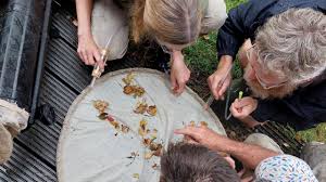 Image result for Farquharia elliptica