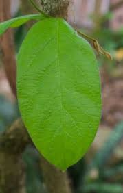 Image result for Combretum psidioides