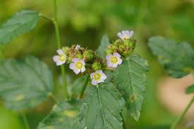 Image result for Melochia corchorifolia