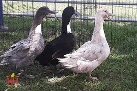 Social, calm, hardy, good for beginners. Hoover S Hatchery