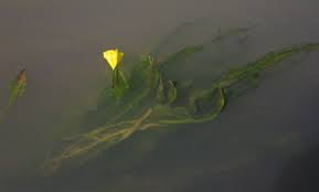 Image result for Ottelia ulvifolia