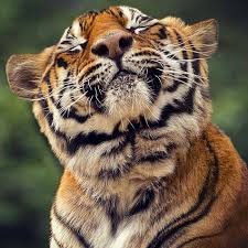 As per our commitment to the global tiger recovery plan (tx2), endorsed by 13 countries with tiger populations, during the 2010 saint petersburg declaration on tiger conservation, we have been working to double our tiger population by 2022 and we are almost there. 7th Global Tiger Day Wwf