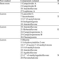Image result for Campylospermum densiflorum
