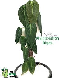 We did not find results for: Philodendron Gigas Philodendron Plant Philodendron Gigas Philodendron