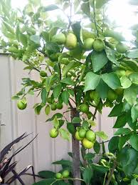 Back then, we were the only farm selling citrus trees online. Lara S Lemon Tree Grows And Fruits Lara S Secret Garden Facebook