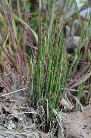 Image result for Equisetum ramosissimum