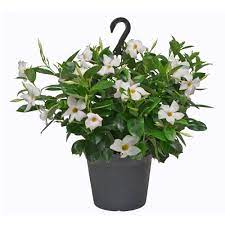 Beautiful White Rio Dipladenia Hanging Basket Easy Garden Flower Garden Hanging Baskets