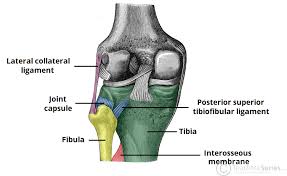 The third phase of inflammation lasts for a number of weeks, and the new ligament tissue will not reach its maximum strength for several months. Tibiofibular Joints Proximal Distal Interosseous Membrane Teachmeanatomy
