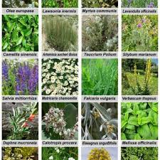 Image result for Agelanthus zizyphifolius