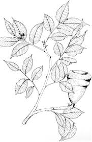 Image result for Lindackeria fragrans