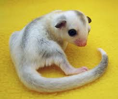 They are solid white with red eyes. Sugar Glider Platinum Mosaic Online Shopping