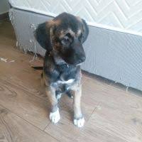 Ruyada Eve Kopek Girdigini Gormek Ne Anlama Gelir Neye Isarettir Ruya Tabirleri