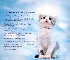 Margie Shafer On Twitter Prayers For Grieving Cat Heaven Pet Loss Grief
