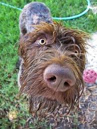 We did not find results for: 45 Best Wirehaired Pointing Griffons Other Animals Ideas Wirehaired Pointing Griffon Griffons Animals