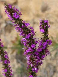 Image result for Muraltia