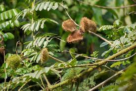 Image result for Guilandina bonduc