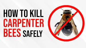 Buy or build a trap and hang it directly above the bee hole. How To Kill Carpenter Bees Safely And Easily Carpenter Bee Trap Youtube