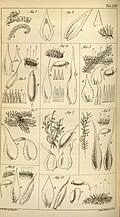 Image result for Holubia saccata