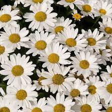 Discover wide range of best sellers. Pin On 2015 Garden Additions Milwaukee Garden Zone 4