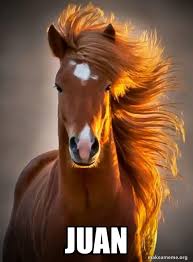 Sep 06, 2019 · kekw is a frankerfacez extension twitch emote featuring an image of spanish comedian and actor juan joya borja, better known as the spanish laughing guy. Juan Ridiculously Photogenic Horse Make A Meme