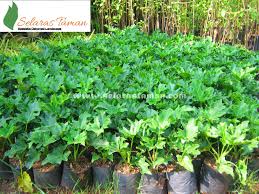 Jenis tanaman tanaman hias akan menghasilkan jenis tanaman yang bebas dari hama dan penyakit.tanaman hias. 23 Jenis Tanaman Hias Yang Sering Digunakan Untuk Taman Selaras Taman Dekorasi Landscape