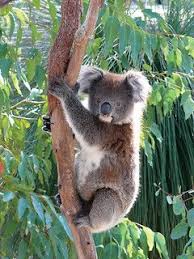 Koala Koala Koala Bear Animals Beautiful