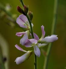 Image result for Desmodium distortum
