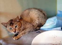 Check spelling or type a new query. Seekor Kucing Selamat Dari Mimpi Buruk Setelah Perjalanan Lebih Dari 22 000 Kilometer Tanpa Makan Dan Minum Etindonesia