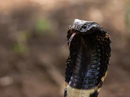Image result for snake