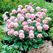 You can still have beautiful flower beds without spending a lot of time maintaining them. Choosing The Perfect Perennial Border Plants