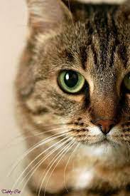 Brown Tabby Cat Orange Tabby Cat With Green Eyes Grey Brown Tabby Cat Light Brown Tabby Cat With Blue Eyes Light Grey Tabb Beautiful Cats Pretty Cats Tabby Cat