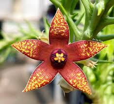 Image result for Orbea knobelii