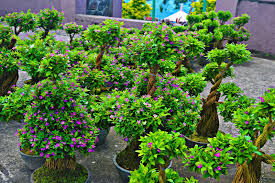 This Bonsai Lover Multiplied His Farm Investments Fivefold