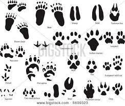 Collection Of Dog Paw Prints Drawing Download More Than