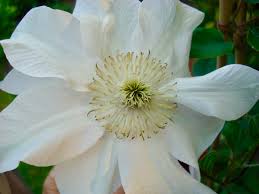 We did not find results for: Clematis Hybrid Genesis Plant Marketing Ltd