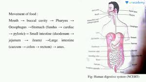 The Alimentary Canal In Hindi Hindi Biology Class 11 Digestion And Absorption Unacademy