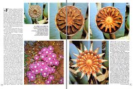 Image result for Aizoaceae