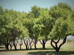 Image result for Searsia leptodictya