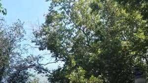 Video Platanul Secular Din Cismigiu A Pierdut Un Sfert Din Coroana Dupa Ce Au Fost Sectionate Doua Radacini In Scopul Realizarii Unui Sistem De Iluminat Mobile