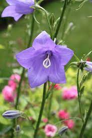 Pin On Flowers