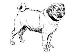 You can use our amazing online tool to color and edit the following pug dog coloring pages. Coloring Page Dog Pug Free Printable Coloring Pages Img 22749
